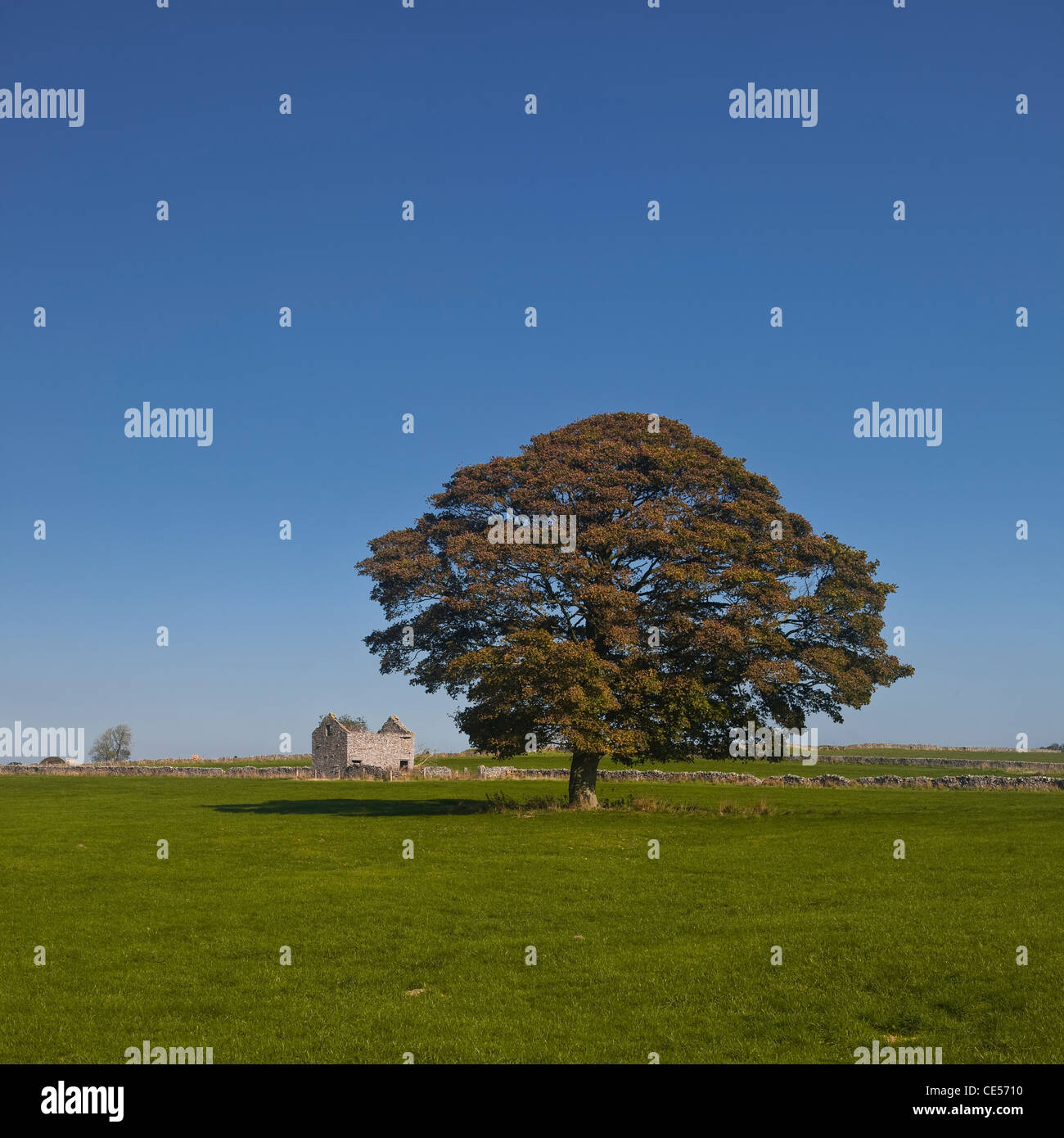 Ein einzelner Baum wirft einen Schatten unter einer Scheune im Peak District in der Nähe von Bakewell. Stockfoto