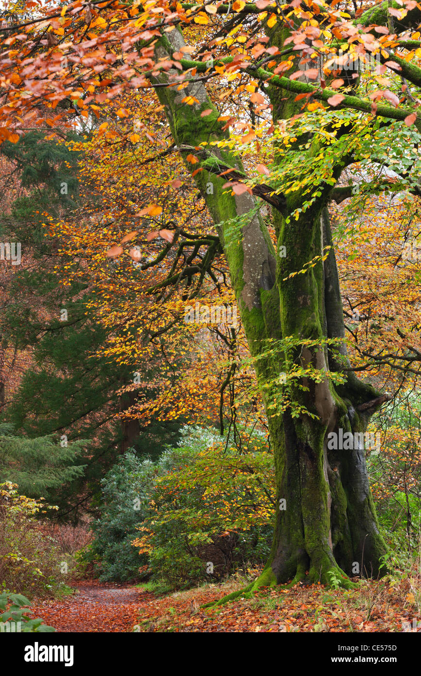 Laubwald mit schöner Herbstfärbung, Grasmere, Lake District, Cumbria, England. Herbst (November) 2011. Stockfoto