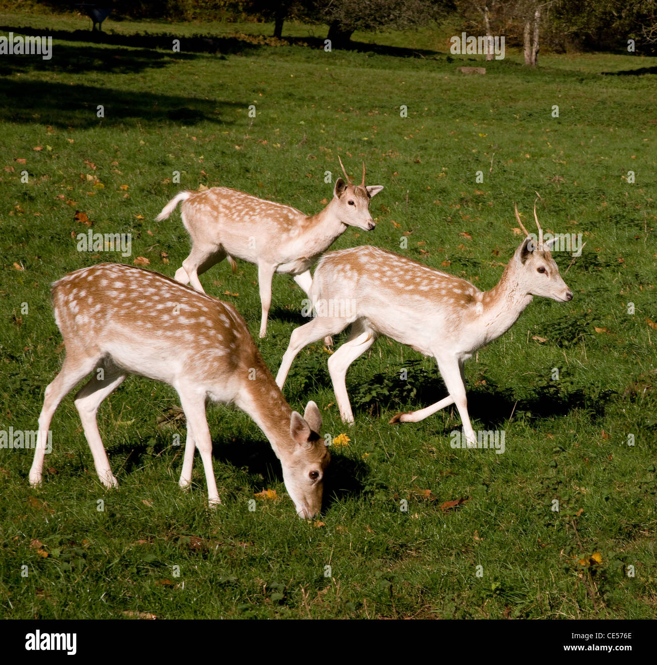 Damwild Hind und zwei junge Böcke in Ashton Gericht Wildpark in Bristol UK Stockfoto