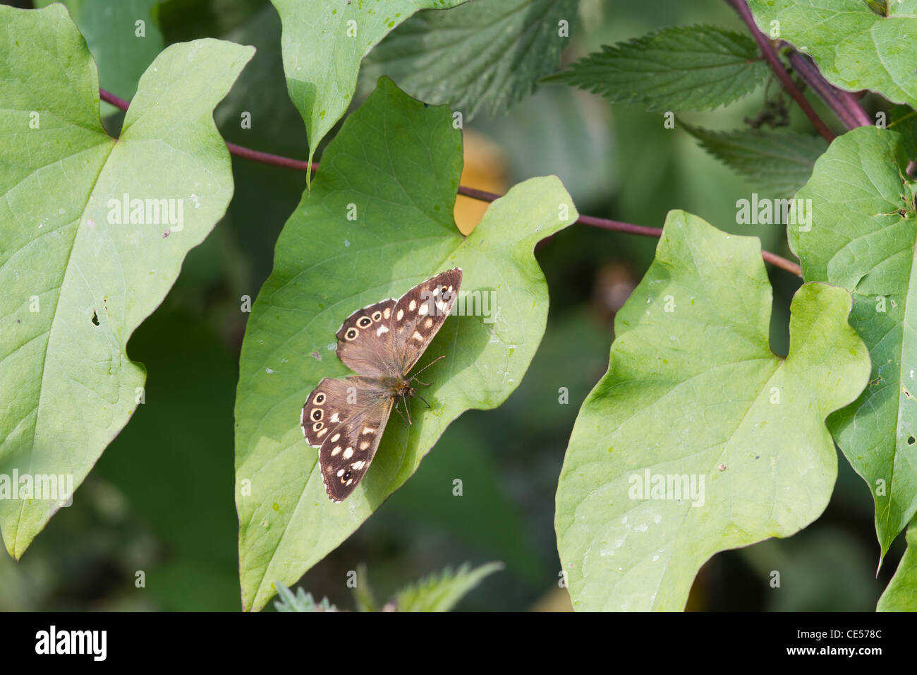 gesprenkelte Holz Schmetterling (Pararge Aegeria) thront auf einem Blatt Stockfoto