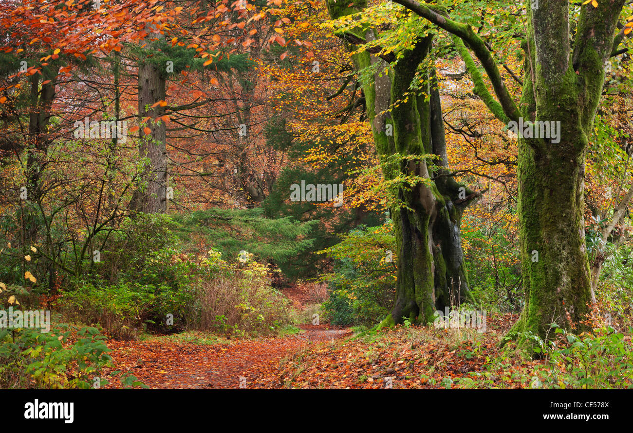 Laubwald mit schöner Herbstfärbung, Grasmere, Lake District, Cumbria, England. Herbst (November) 2011. Stockfoto