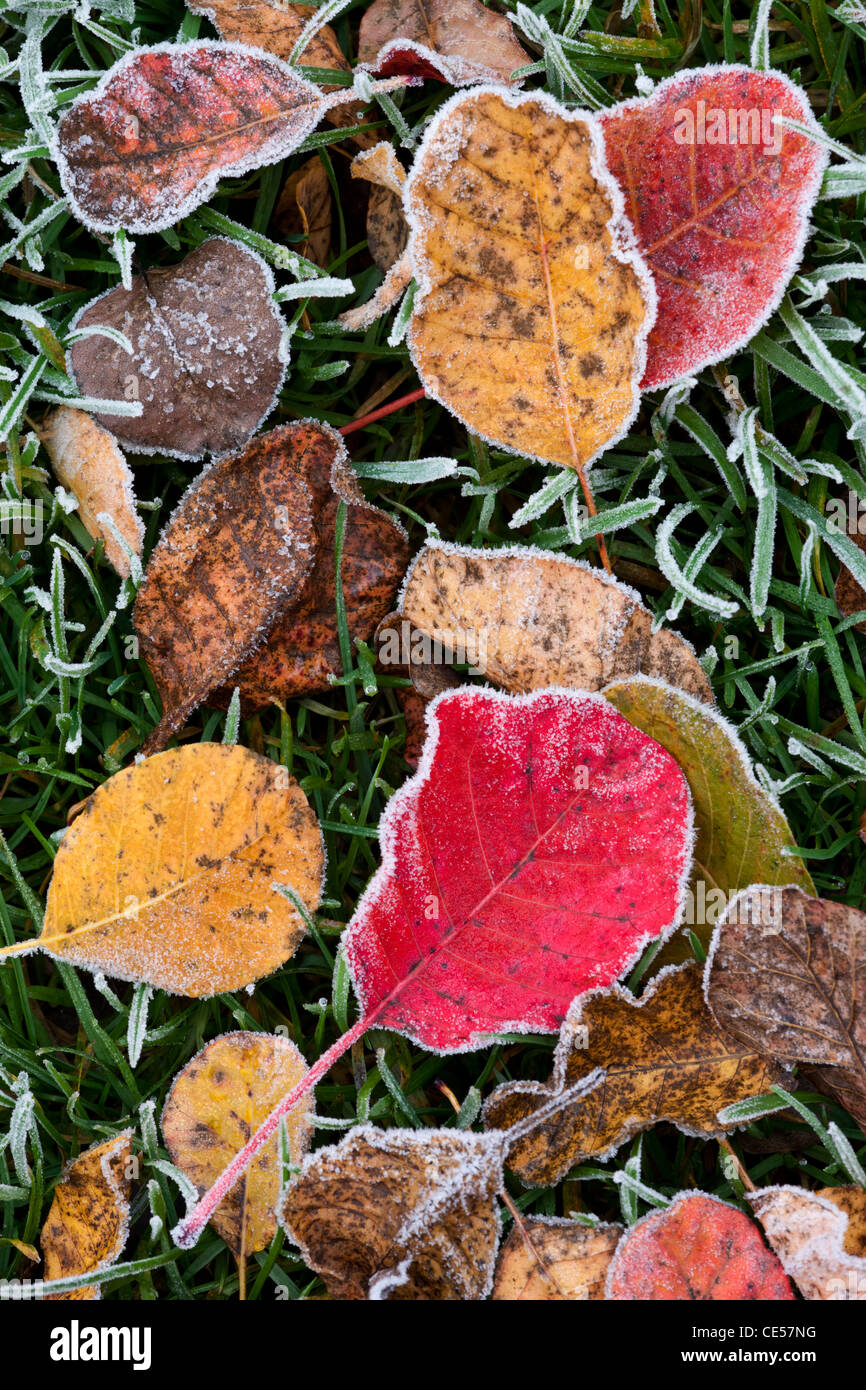 Herbstlaub, Salisbury, Wiltshire, England bereift. Herbst (November) 2011. Stockfoto