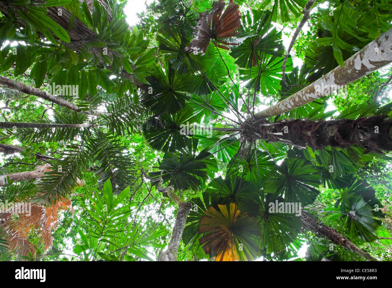 grüne Belaubung Daintree Regenwald tropischer Palmen Blätter im Regenwald Australien Baldachin üppiger vegetation Stockfoto