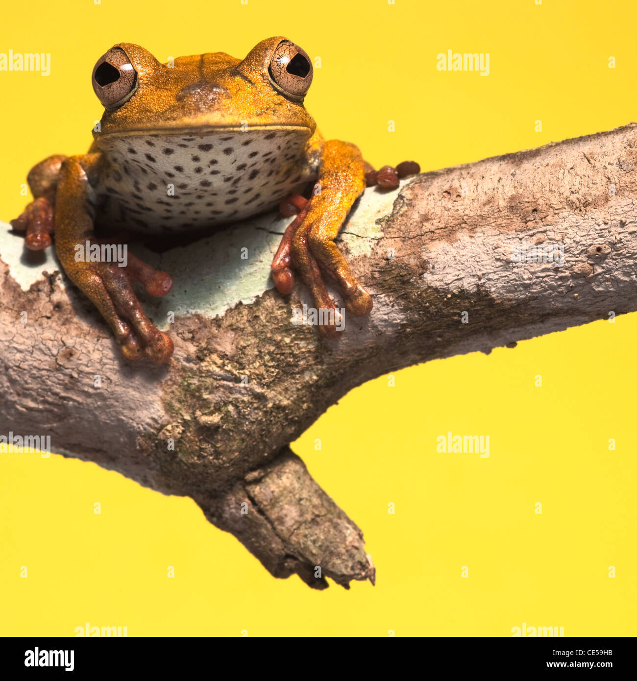 Laubfrosch auf Zweig gelber Hintergrund mit Textfreiraum Stockfoto