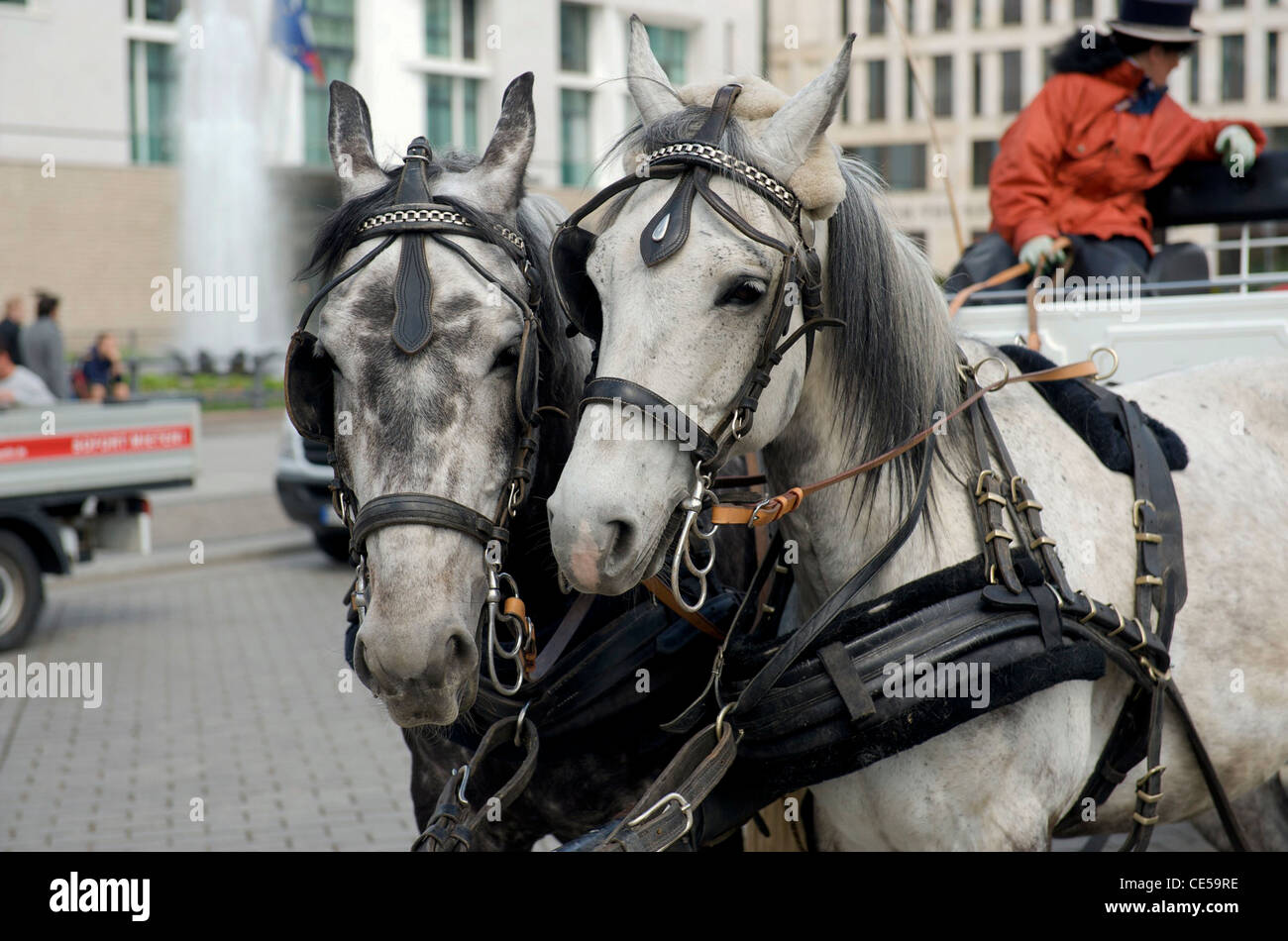 Zwei graue Pferde, die Wagen unter Touristen rund um das Brandenburger Tor in Berlin Deutschland ziehen. Picture by Pete Gawlik. Stockfoto