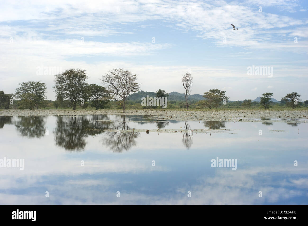 Tropische Landschaft mit See und Berge. Sri Lanka Stockfoto