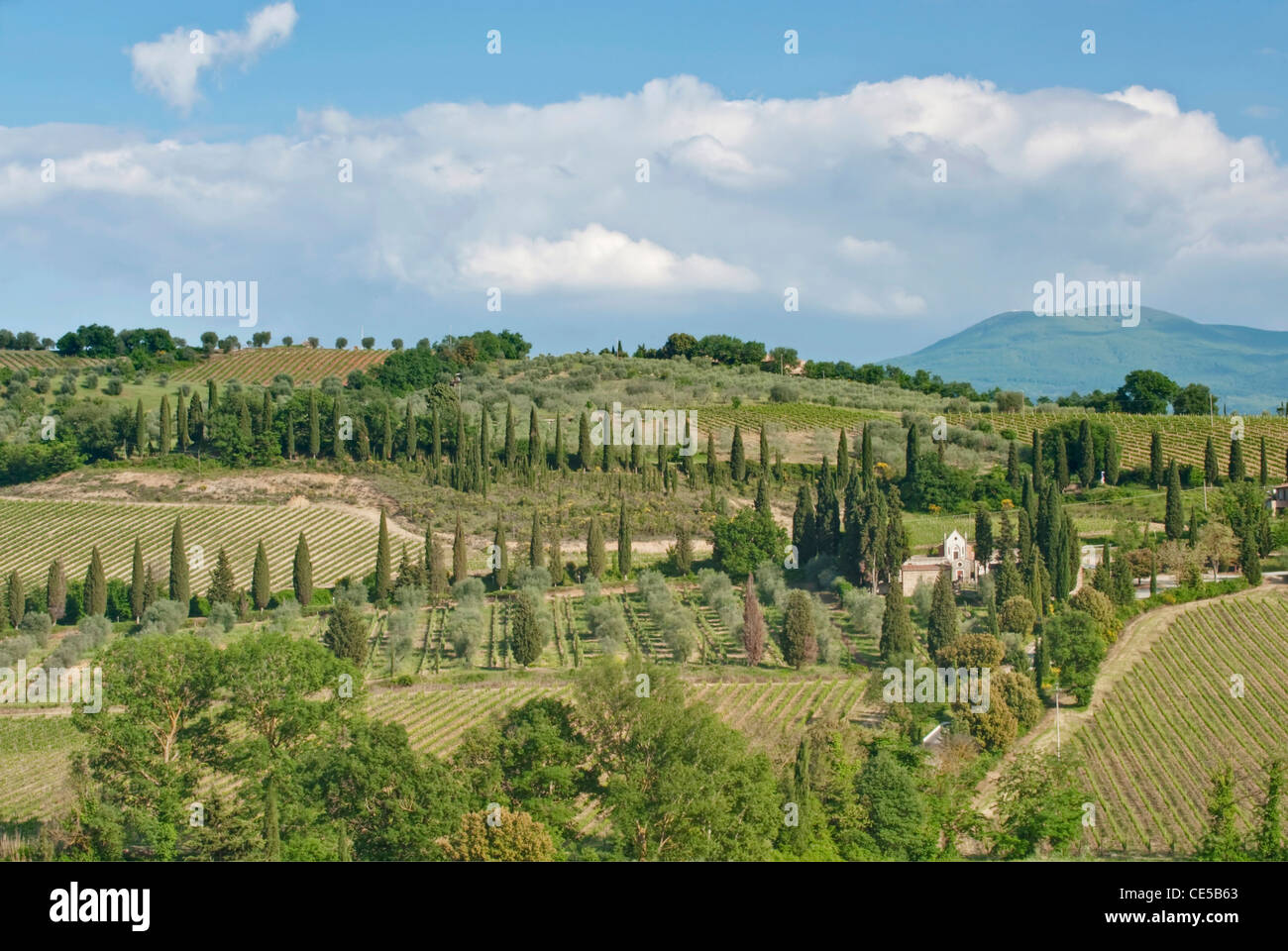 Europa, Italien, Toskana, in der Nähe von Montalcino, Weinberge Stockfoto