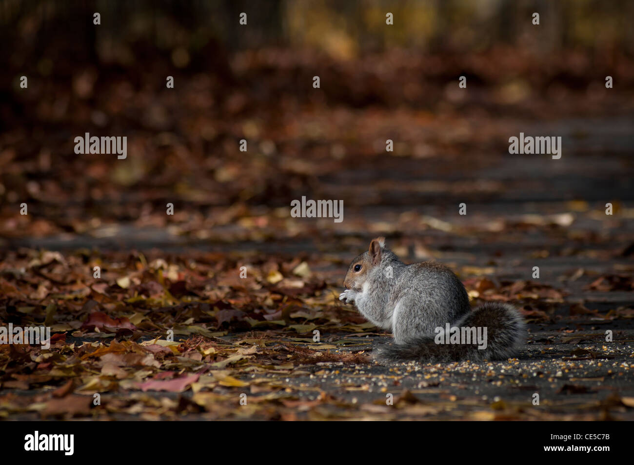 Eine östliche graue Eichhörnchen (Sciurus Carolinensis) ernährt sich von Vogelfutter im Prospect Park in Brooklyn, New York, USA. Stockfoto