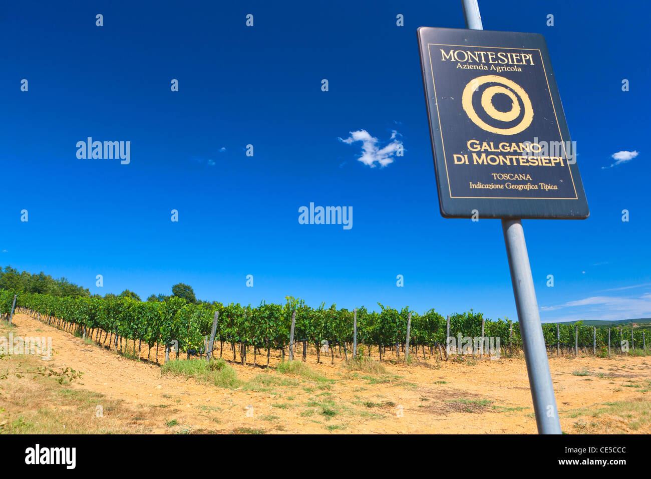 Weinberg, San Galgano, Toskana, Italien, Europa Stockfoto