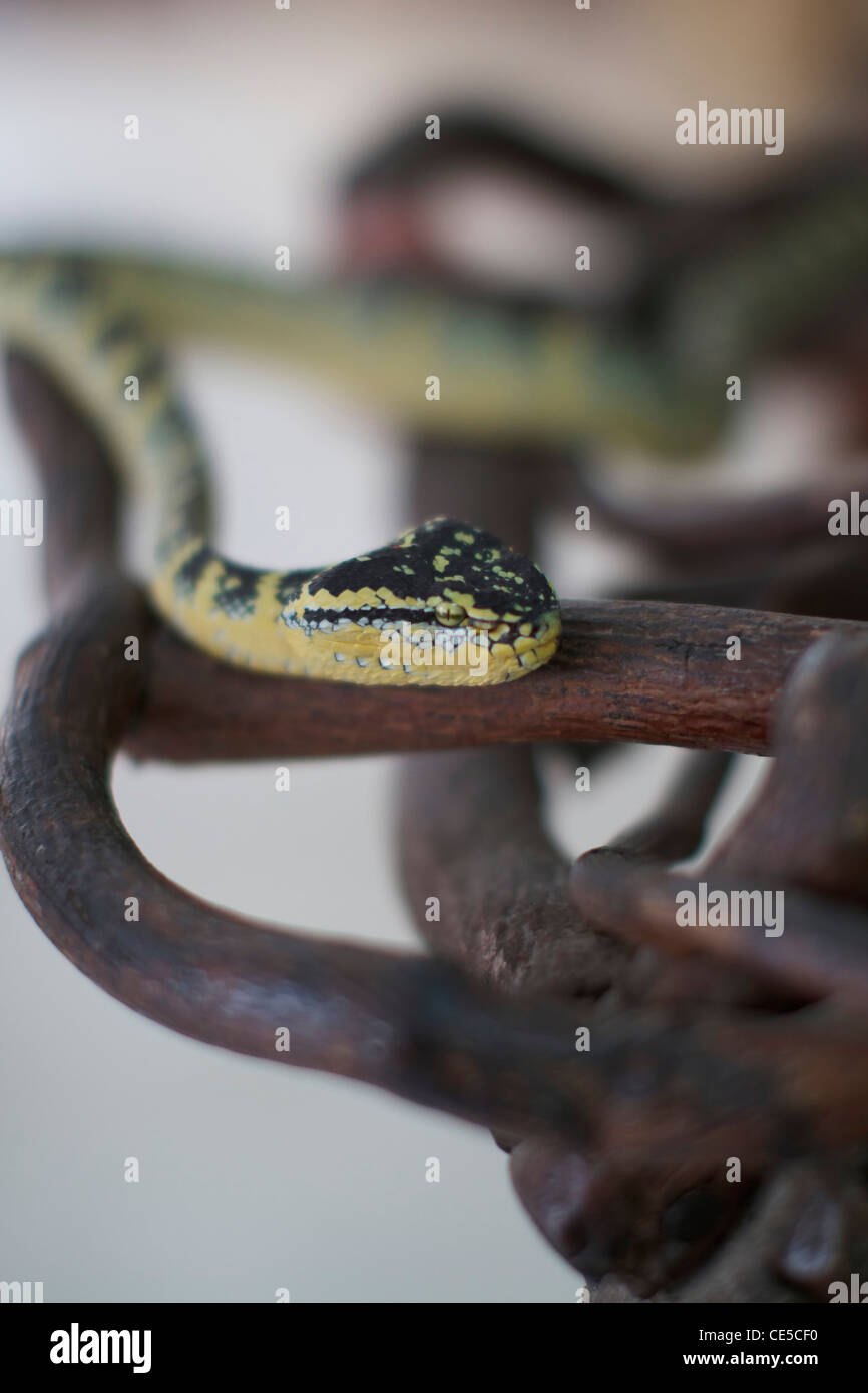 Grubenottern im Snake Temple of Azure Cloud, Bayan Lepas, Penang, Malaysia Stockfoto