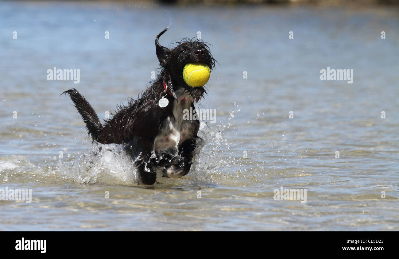 Jackadoodle Hund läuft durch Wasser Stockfoto