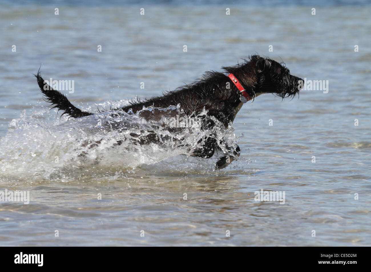 Jackadoodle Hund läuft durch Wasser Stockfoto