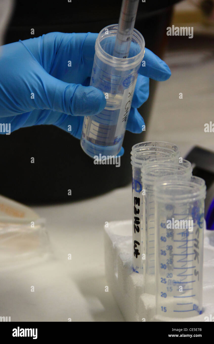 Eine Biologe behandelt einige Rohre in einem biomedizinische Labor Stockfoto