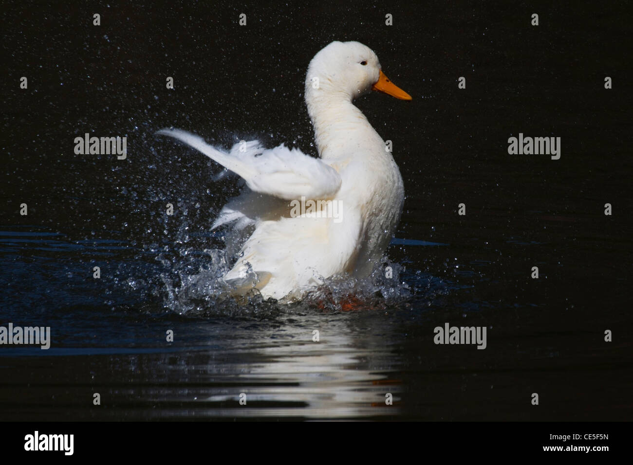 Weiße Ente mit gelben Schnabel im Wasser plantschen Stockfoto