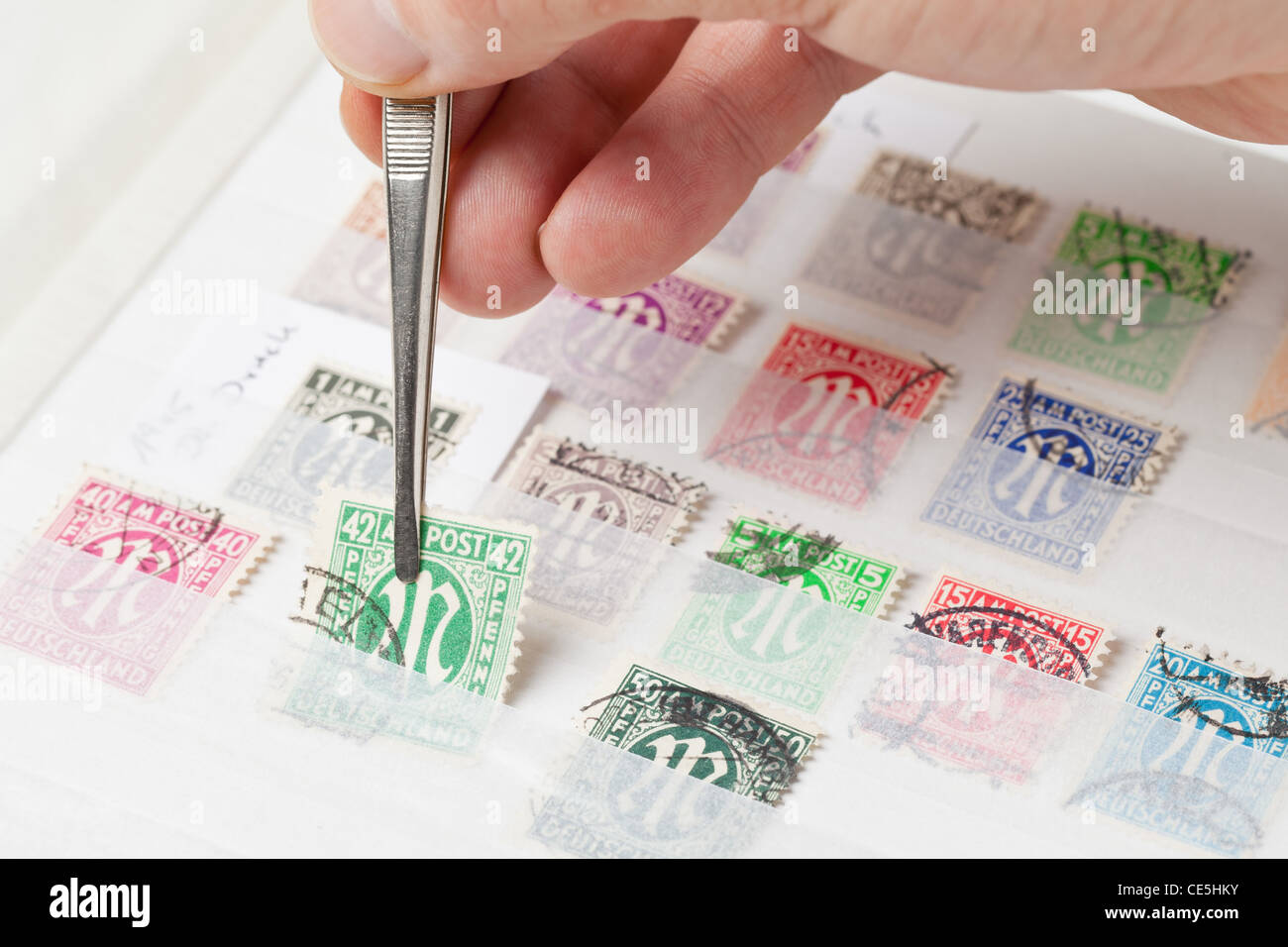 Mann mit Briefmarken aus Sammlung mit einer Pinzette Stockfoto
