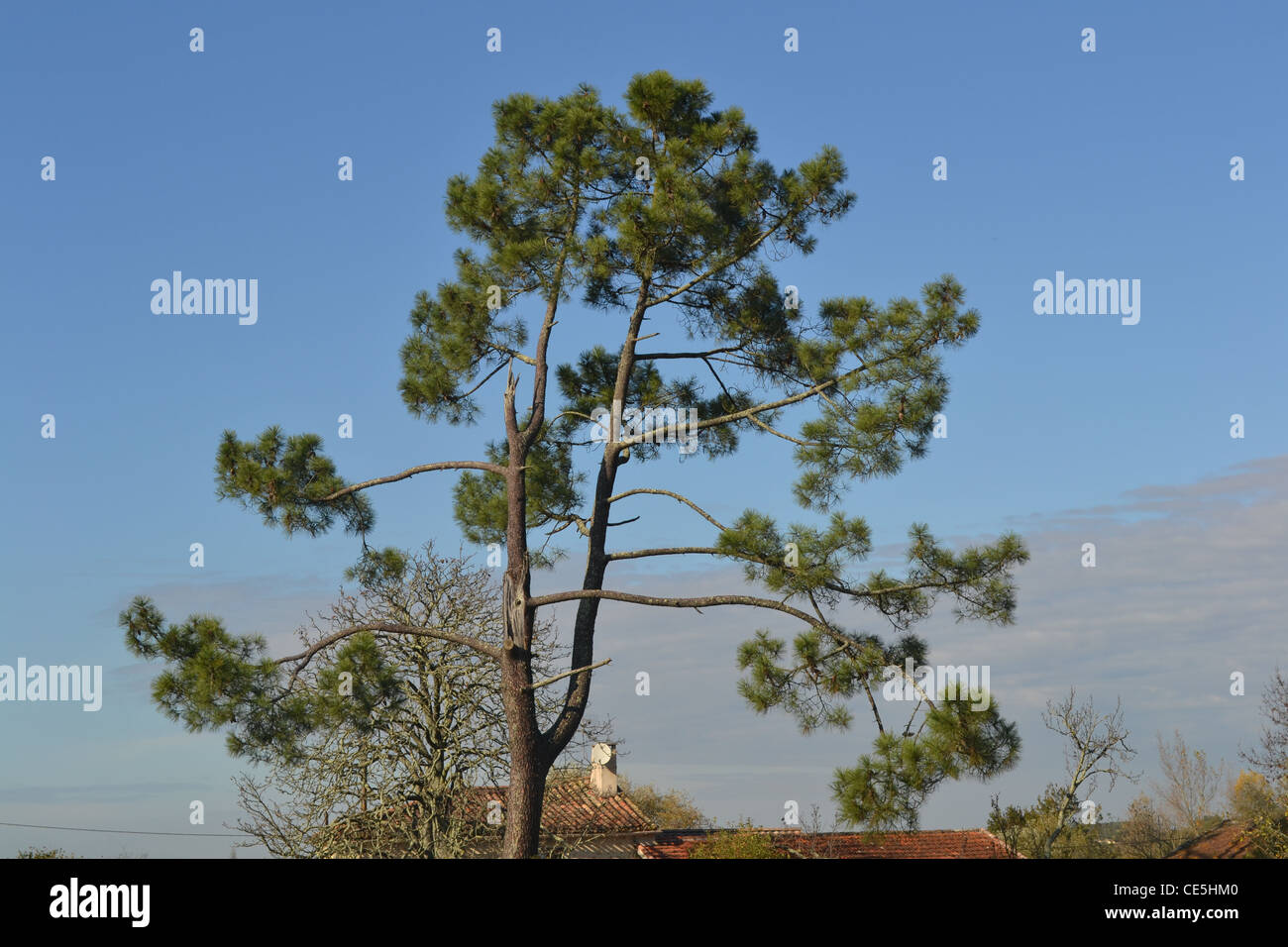 Baum-Sauerstoff Stockfoto