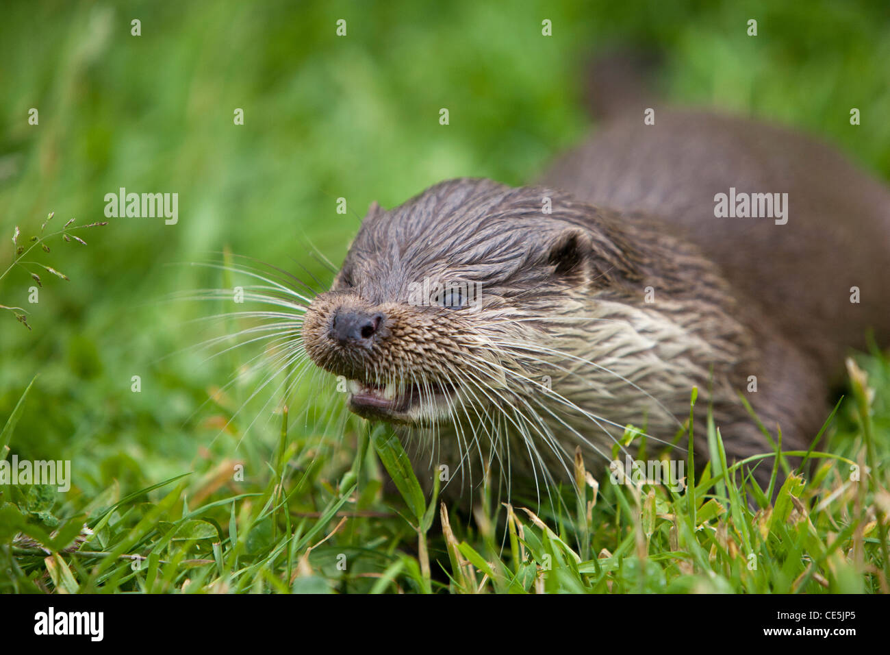 Fischotter (Lutra Lutra) Stockfoto