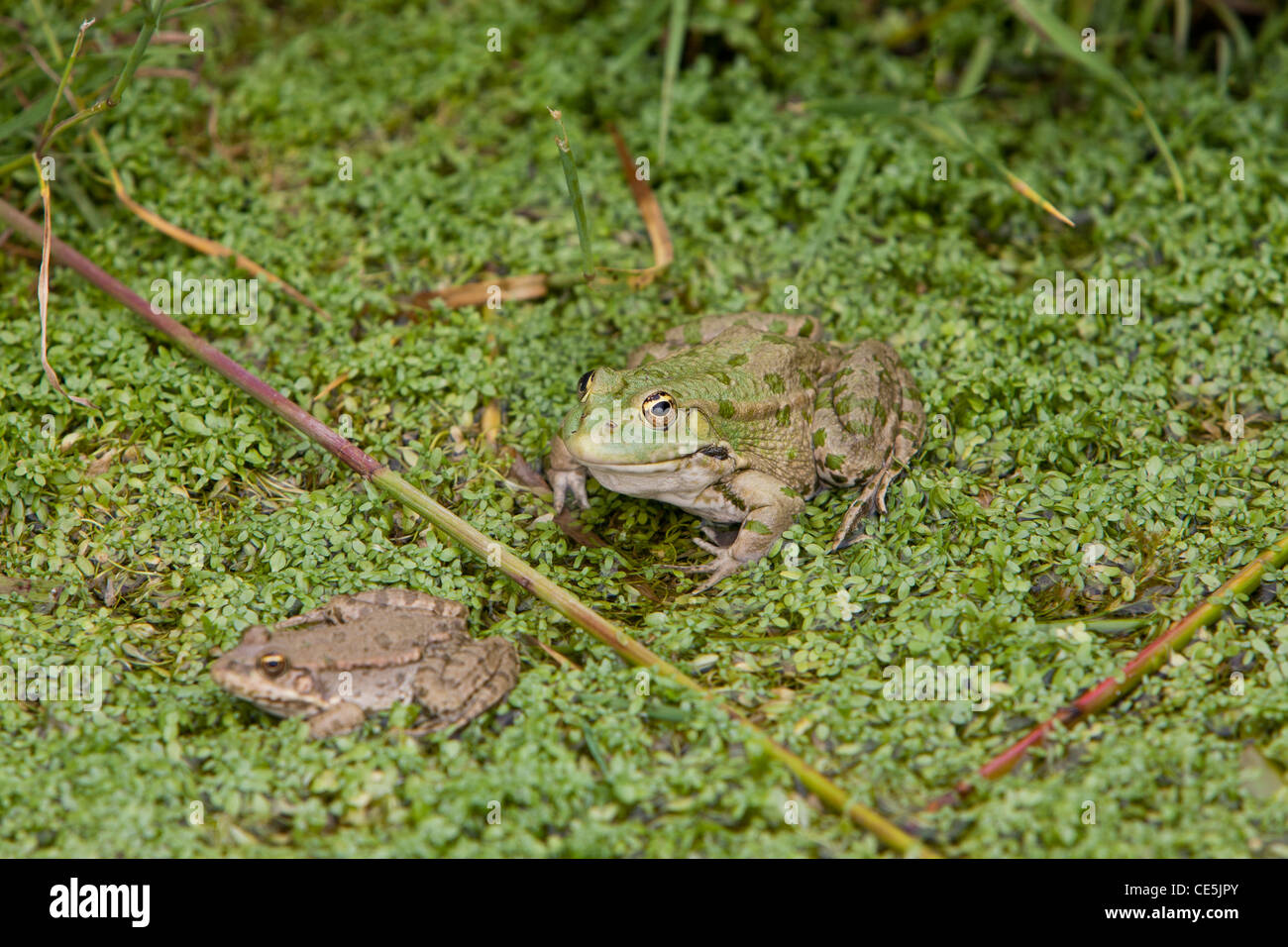 Marsh Kröte Stockfoto
