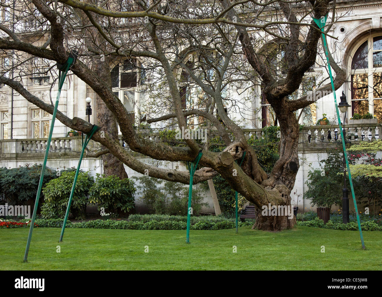 Holzstangen unterstützt die Zweige von einem sehr alten Baum auf dem Damm, London, England Stockfoto