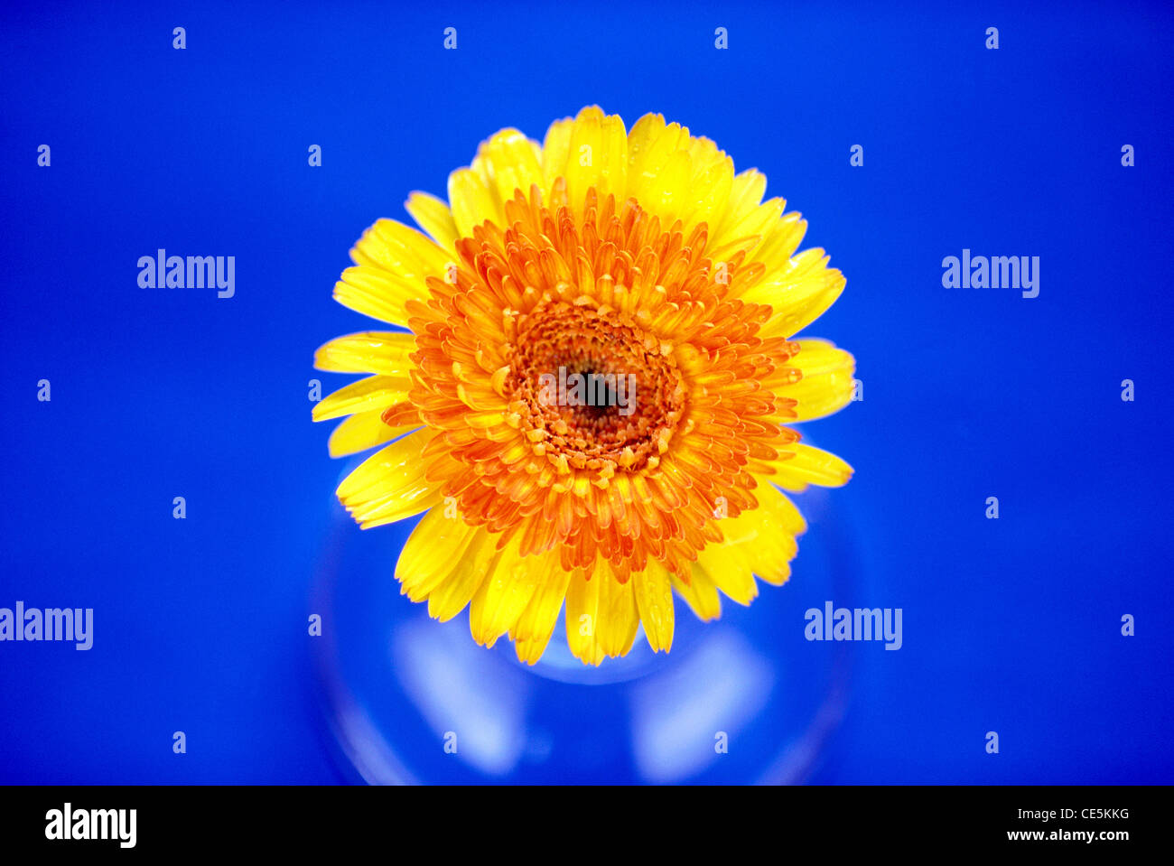 gelbe Runde Runde Sonne Blumen auf blauem Hintergrund Stockfoto
