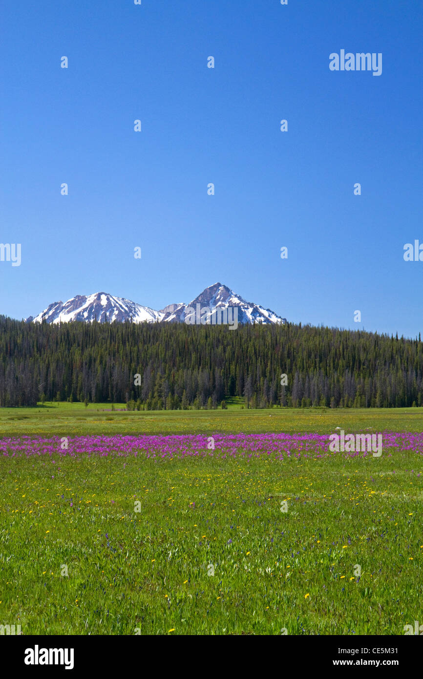 Wiese von Wildblumen und Sägezahn-Gebirge in der Nähe von Stanley, Idaho, USA. Stockfoto