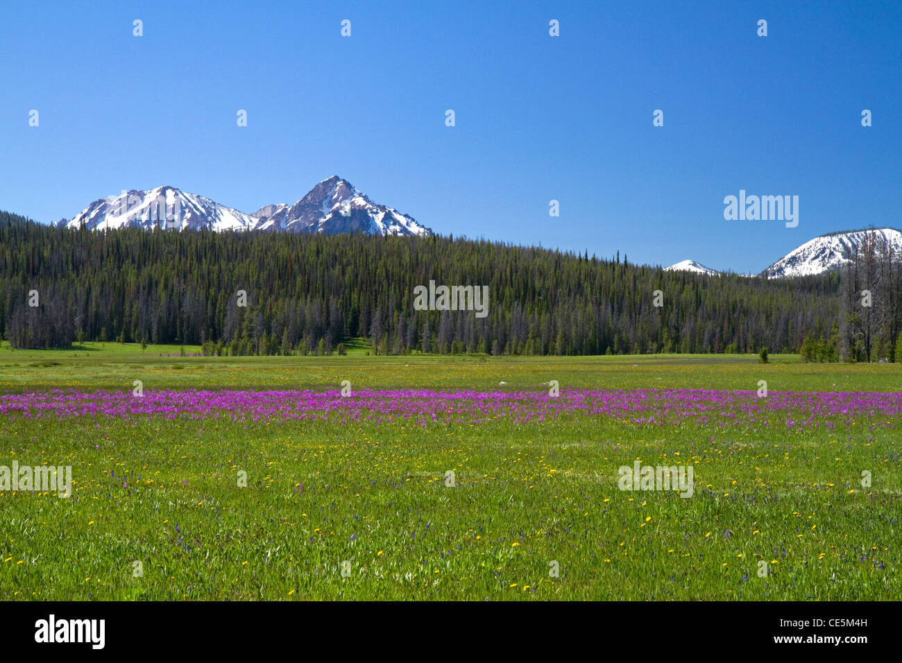 Wiese von Wildblumen und Sägezahn-Gebirge in der Nähe von Stanley, Idaho, USA. Stockfoto