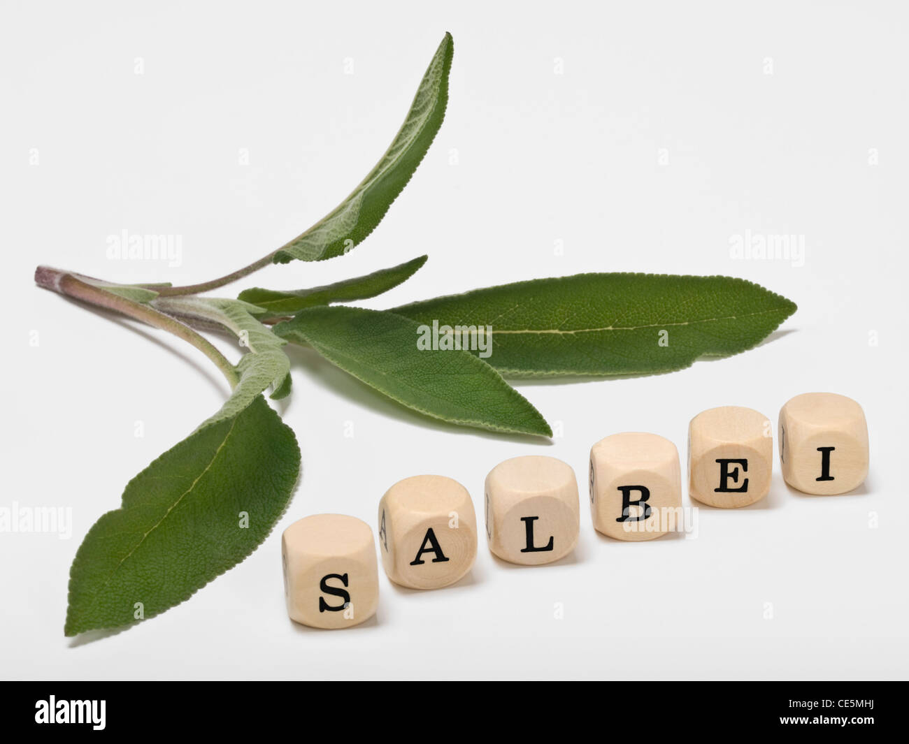 Detail-Foto von Salvia Blätter neben sind Würfel bilden das Wort "Salvia" in deutscher Sprache Stockfoto