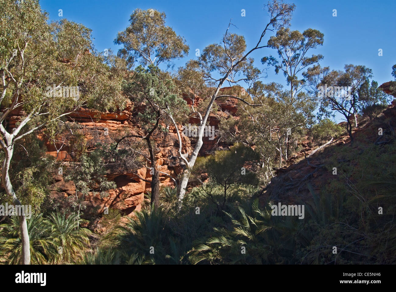 KINGS CANYON, GARTEN EDEN, WATARRKA NATIONAL PARK, NORTHERN TERRITORY, NT, AUSTRALIEN Stockfoto