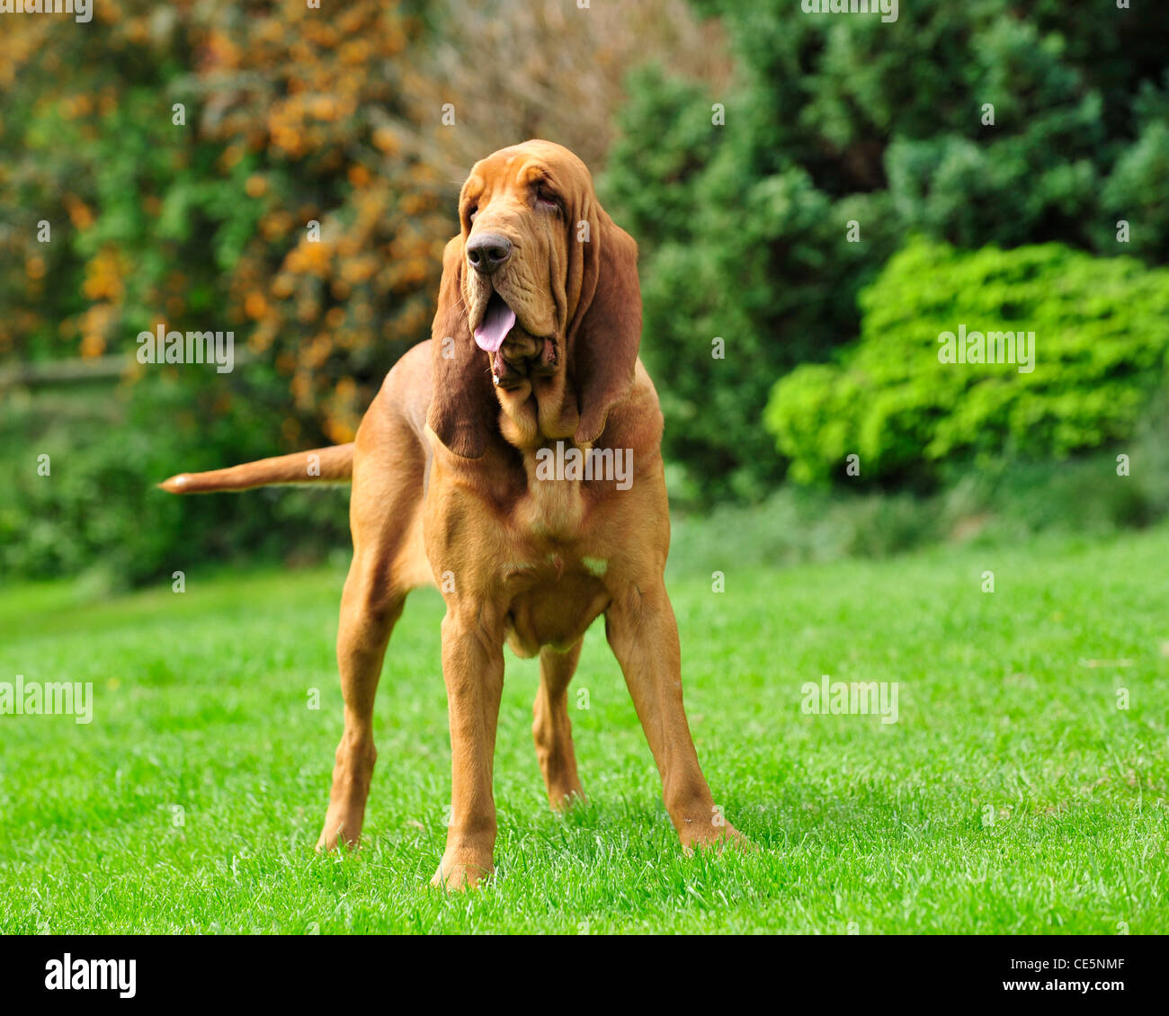 Bloodhound Stockfoto