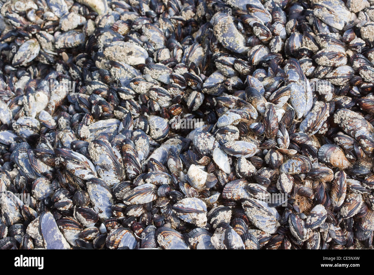 Kalifornien Miesmuschel Mytilus Californianus Newport, Oregon, USA 28 April typische Gruppierung in Inter Gezeitenzone. Mytilidae Stockfoto