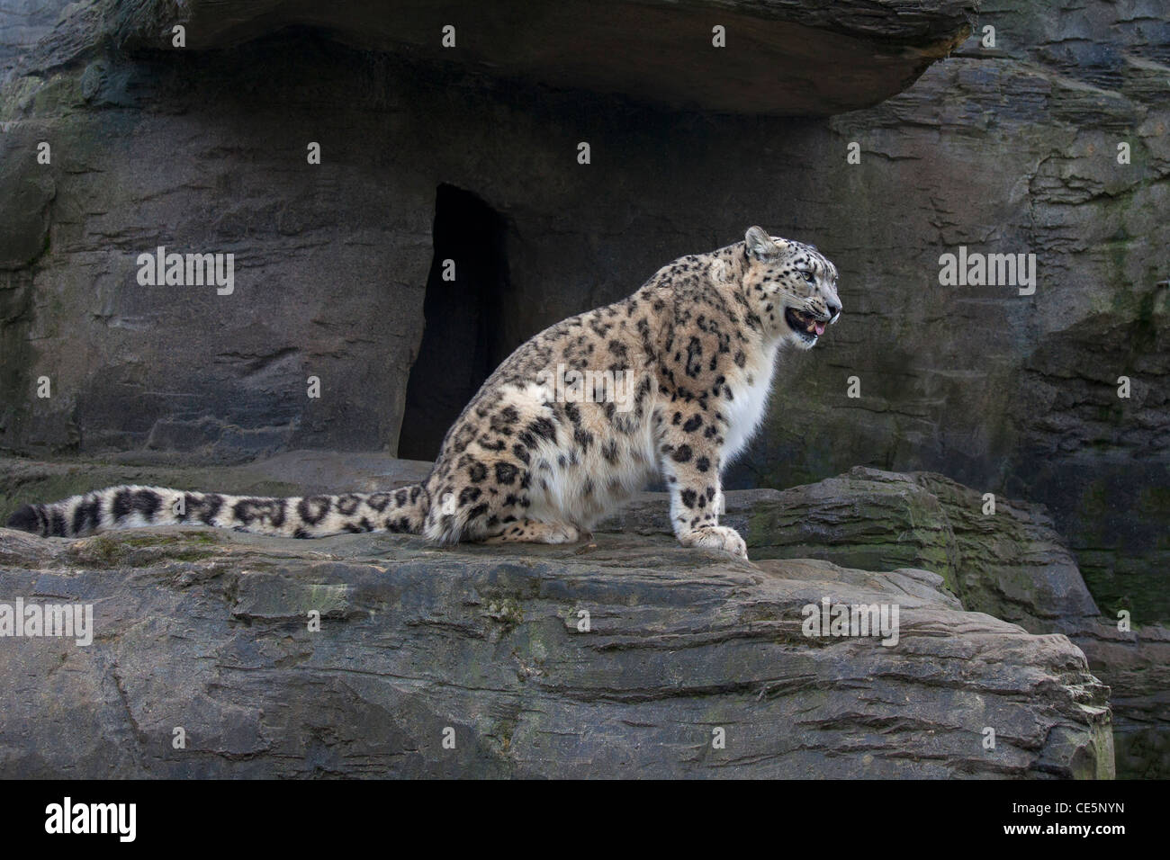 Snow Leopard Säugetier Panthera uncia Stockfoto