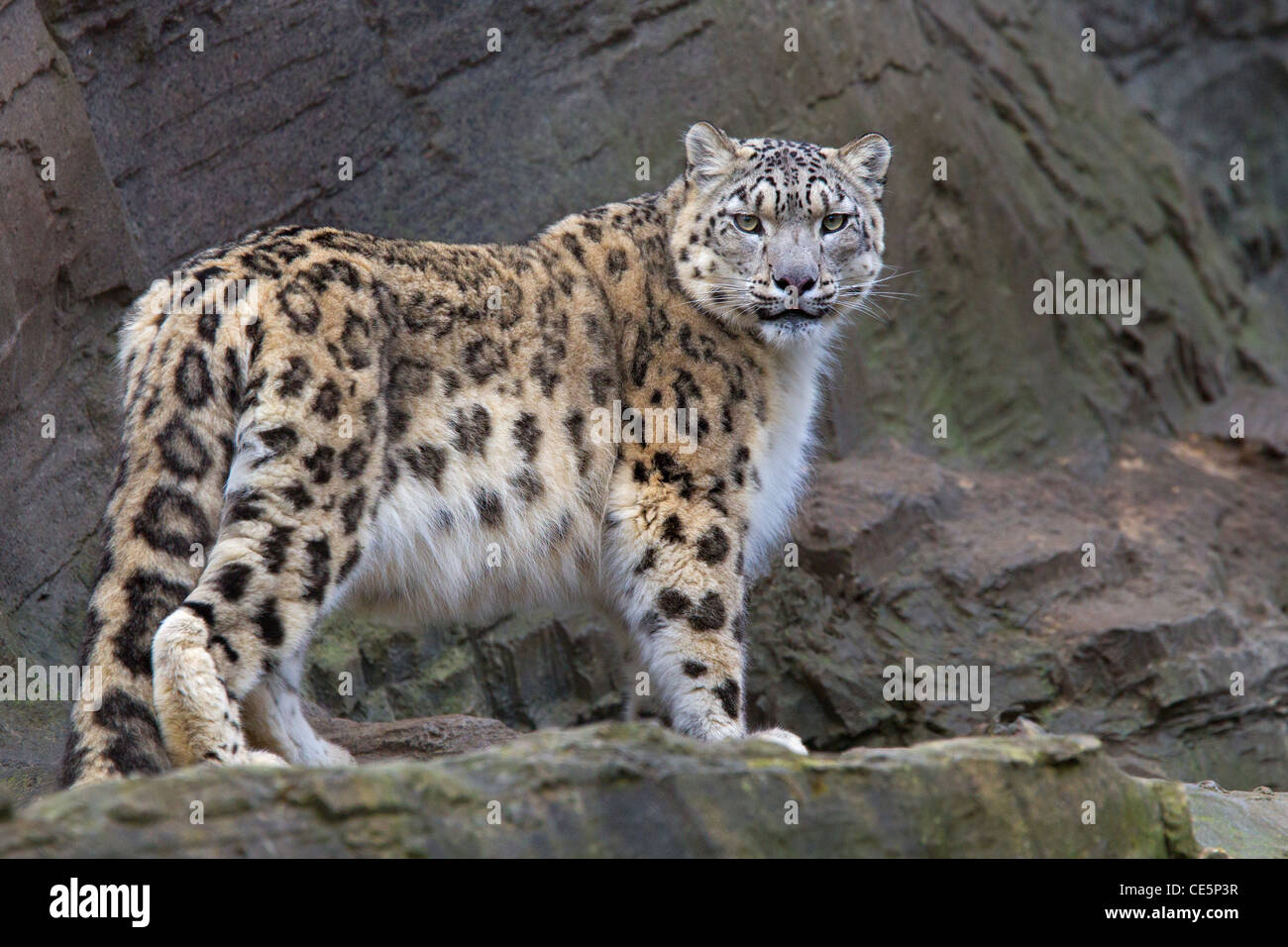Snow Leopard-Erwachsene Stockfoto