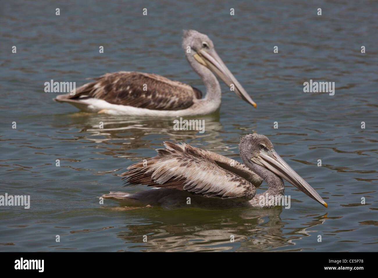 Rosa-backed Pelikanen (Pelecanus rufescens). Schwimmen. See Awasa. Äthiopien. Stockfoto