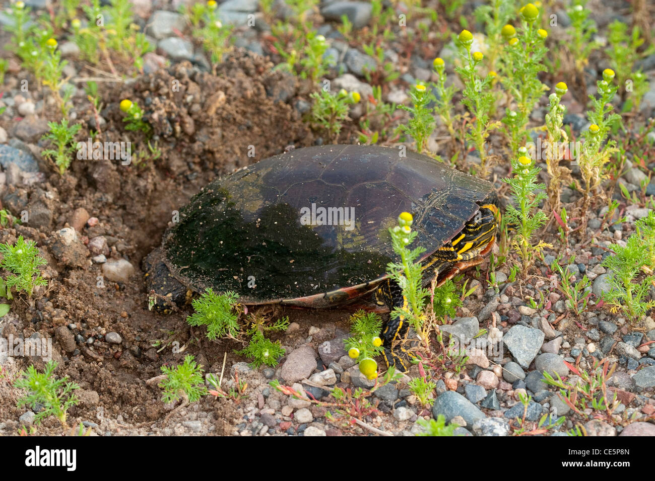 Western bemalt Schildkröte Chrysemys Picta Bellii Tamarac, Minnesota, USA 28 Juni Erwachsene weibliche Eier. Emydidae Stockfoto