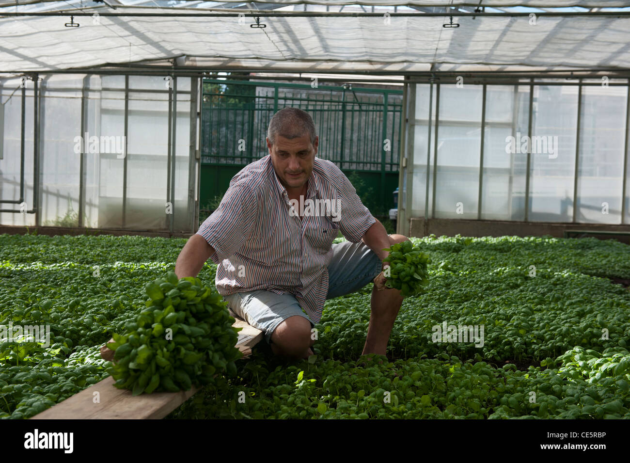 Pflücken Basilikum in einem Gewächshaus. Sacco Giovanni Battista. Ein familiengeführtes kommerzielle Basilikum Züchter. Genova. Italien Stockfoto