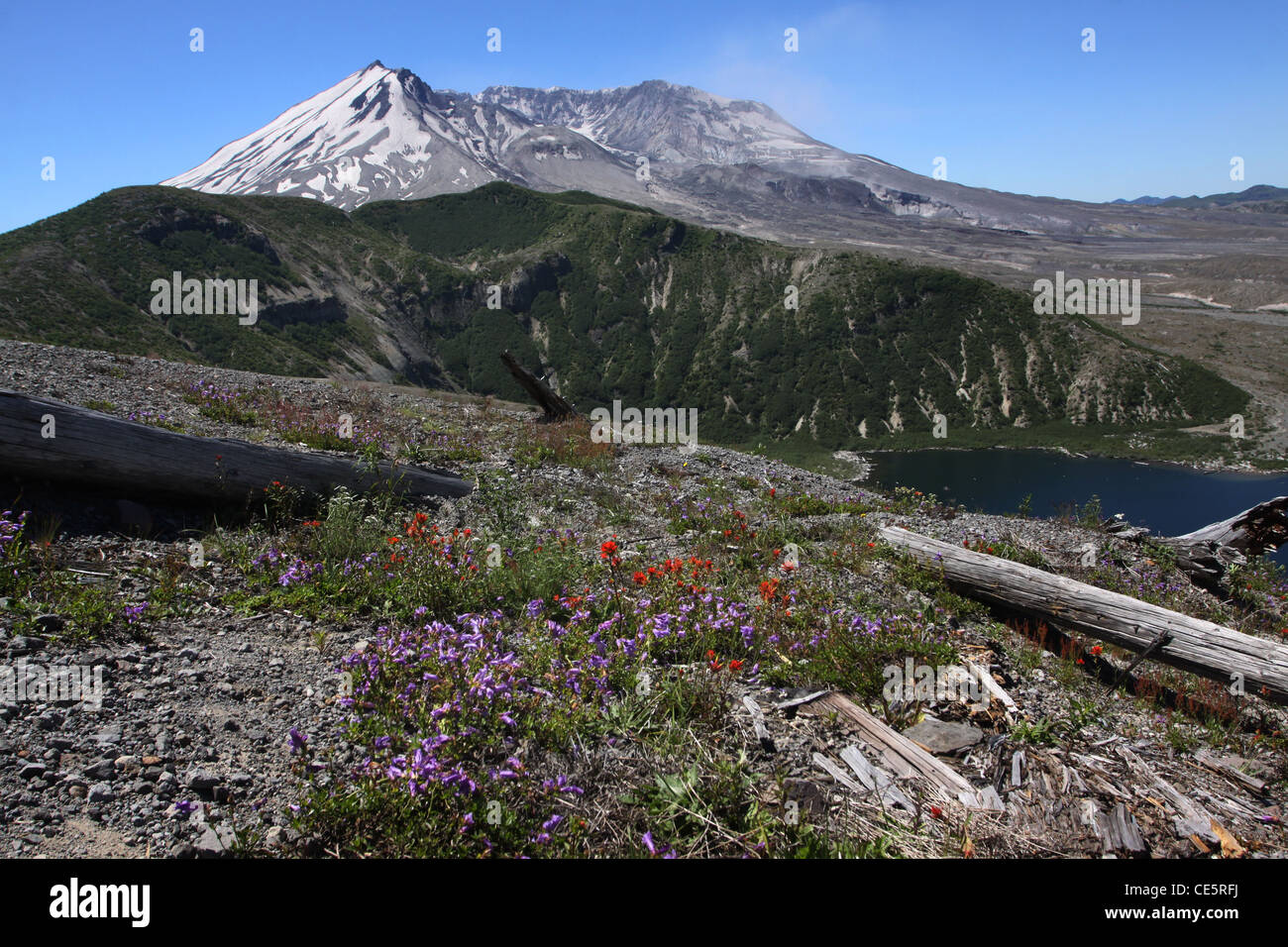 Bäume getötet von 1980 Eruption Mount St. Helens Volcano National monument Stockfoto