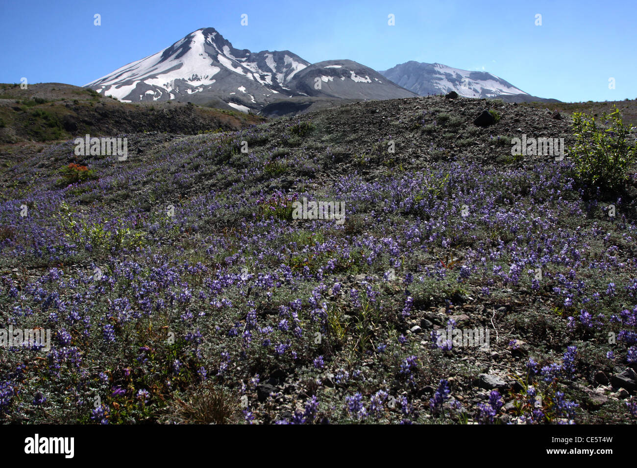 Prairie Lupinen Blumen nachwachsen Bimsstein schlicht Mount St. Helens Volcano National monument Stockfoto