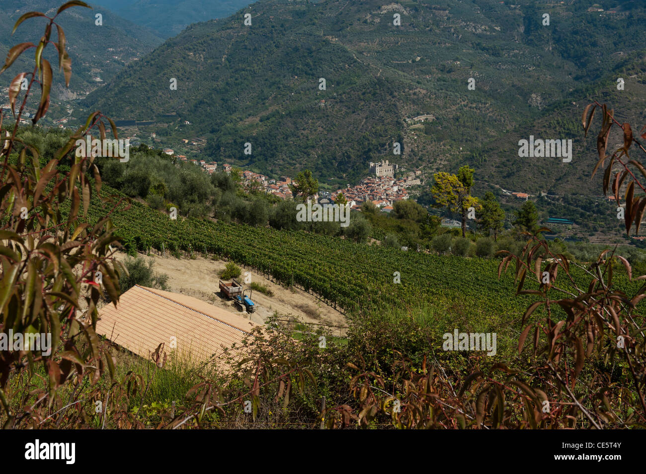 Dolceacqua am Fluss Nervia angesehen von Terre Bianche Vineyard Estate in der italienischen Region Ligurien Stockfoto