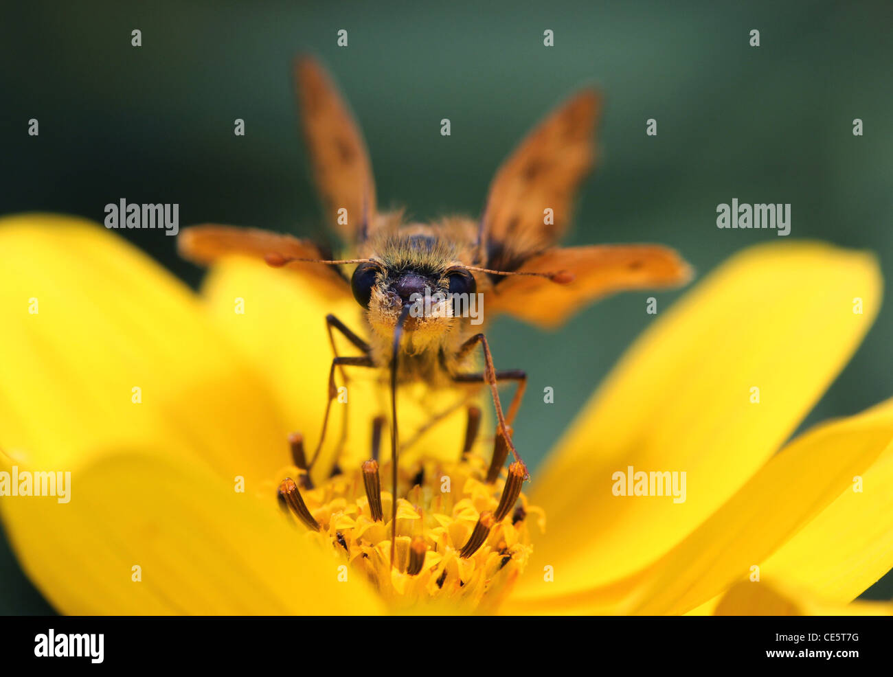 Skipper Butterfly Fütterung gewöhnliche Sonnenblume Stockfoto