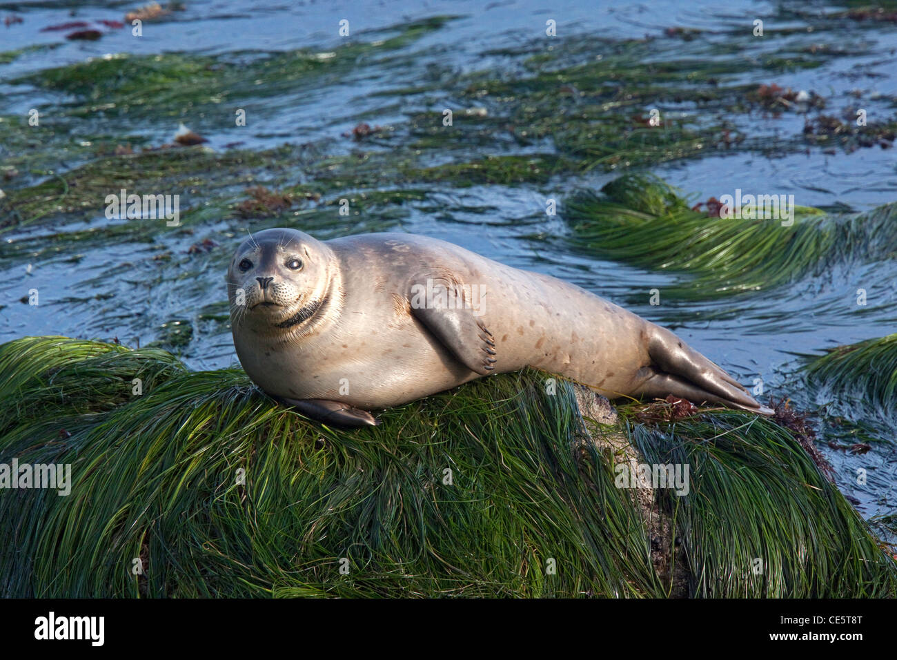 Seehunde Phoca Vitulina Monterey, Kalifornien, Vereinigte Staaten 22 April Erwachsenen Phocidae Stockfoto