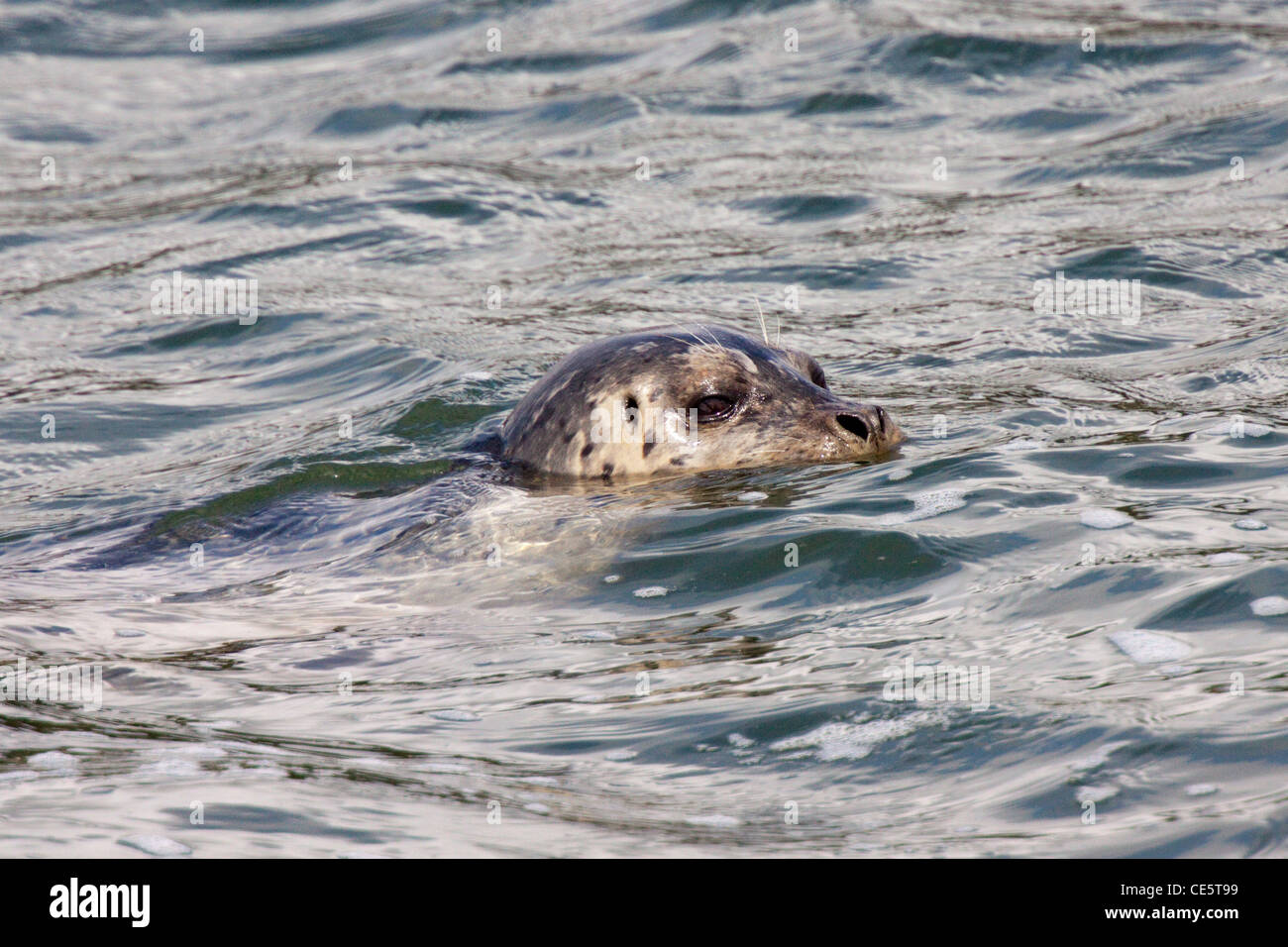 Seehunde Phoca Vitulina Newport, Oregon, USA 28 April Erwachsenen Phocidae Stockfoto