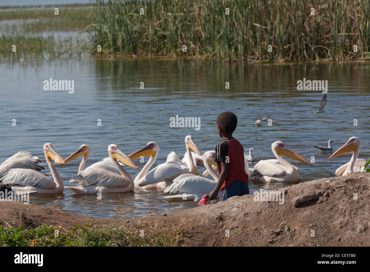 Große weiße Pelikane (Pelecanus Onocrotalus). Wird gefüttert Fisch-Innereien durch ein Lokalmatador. Ufer des Lake Awasa. Äthiopien. Stockfoto