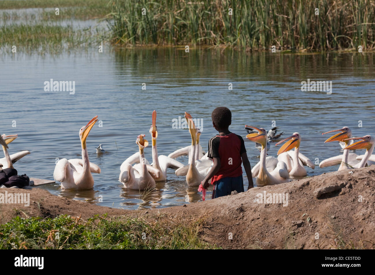 Große weiße Pelikane (Pelecanus Onocrotalus). Wird gefüttert Fisch-Innereien durch ein Lokalmatador. Ufer des Lake Awasa. Äthiopien. Stockfoto