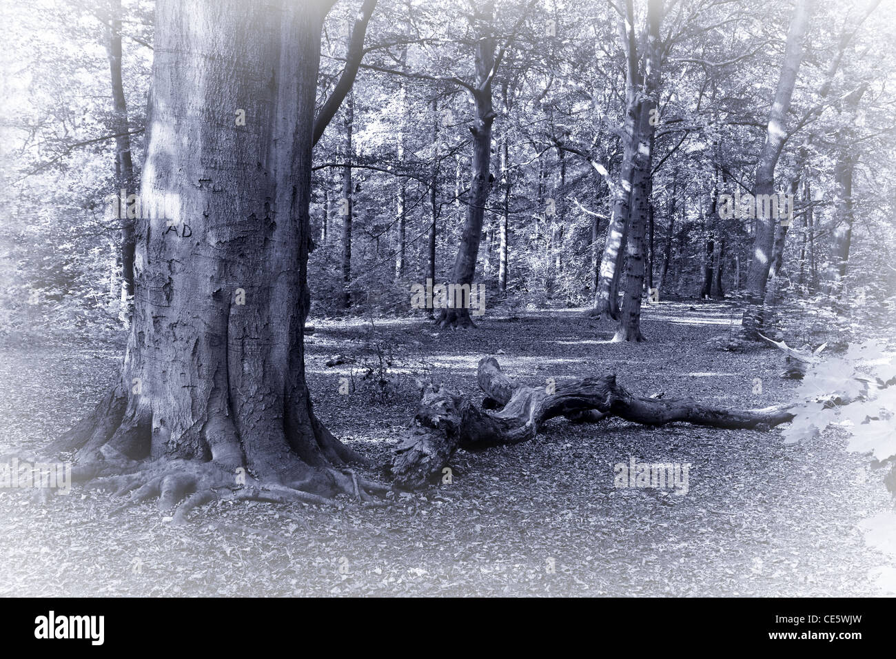 Monochromes Bild des Waldes mit Sonnenschein im Spätsommer Stockfoto