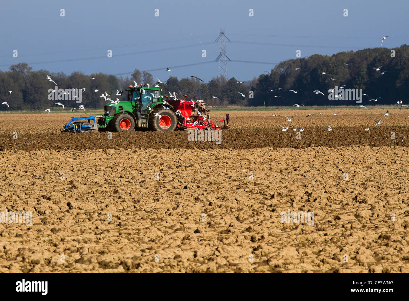 Traktor Aussaat Feld mit Schwarm Vögel auf der Suche nach Nahrung Stockfoto