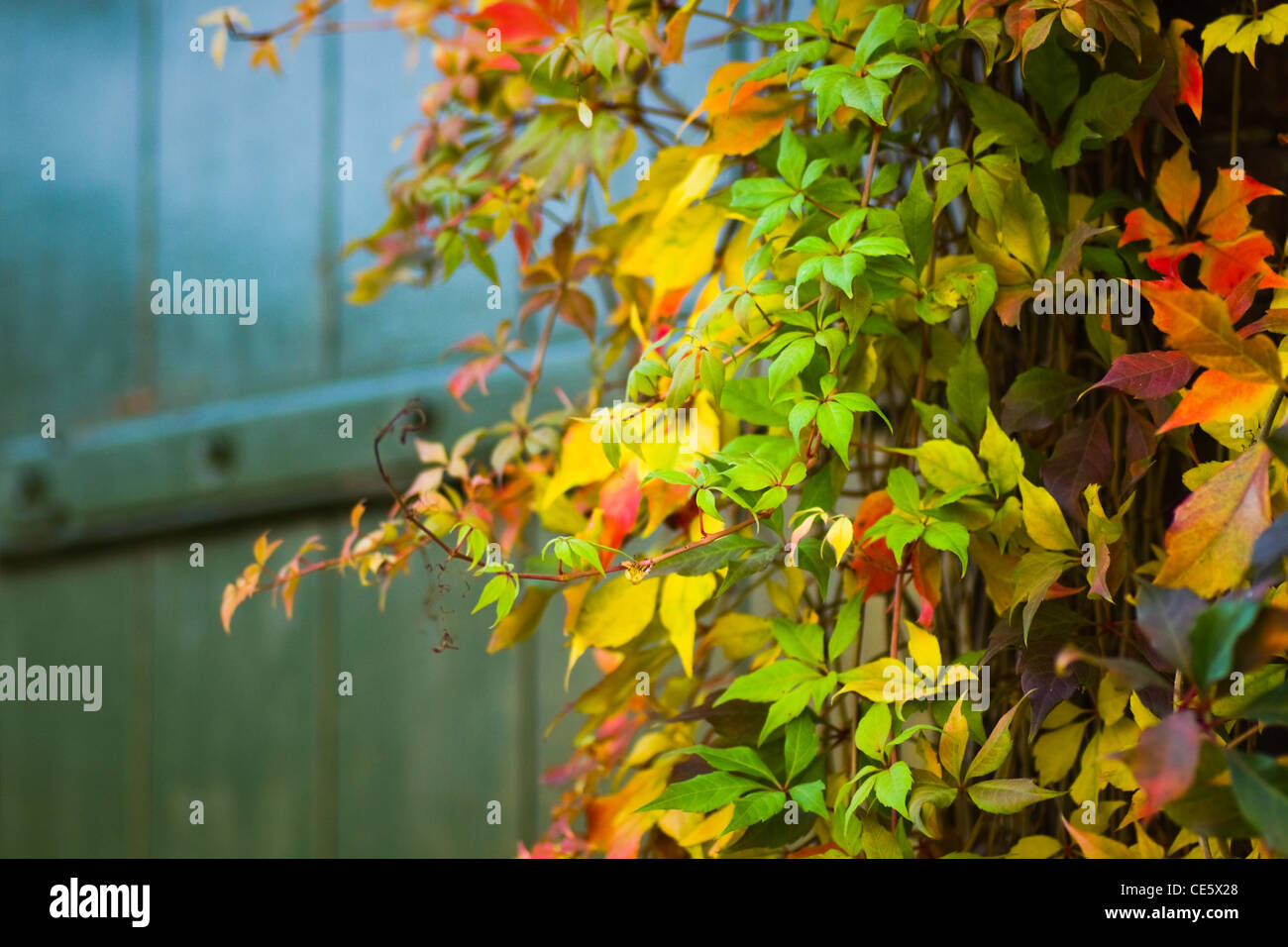 Bemalte Holztür mit bunten Virginian Schlingpflanze im Herbst Stockfoto