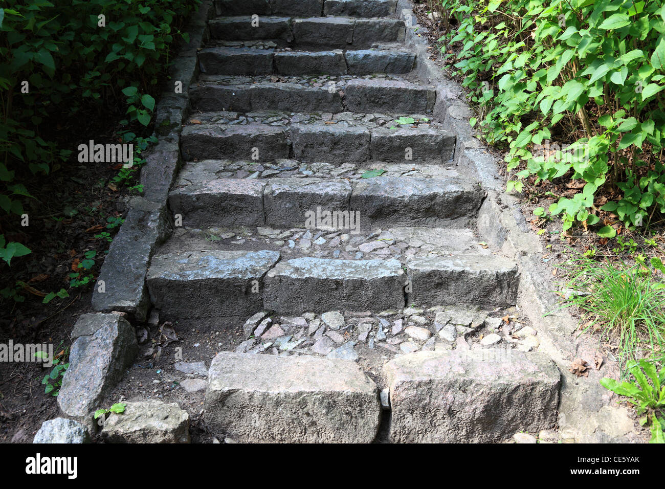 Betontreppen in der Dschungel-Natur im freien Stockfoto