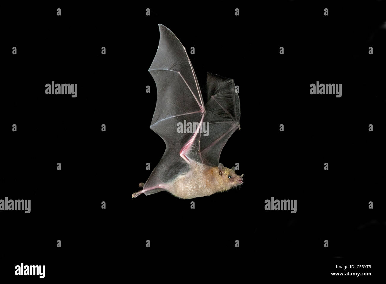 Geringerem langnasigen Bat Leptonycteris Curasoae Amado, ARIZONA, USA 20 August Erwachsenen Phyllostomidae Stockfoto