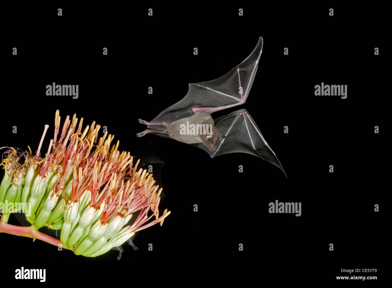 Geringerem langnasigen Bat Leptonycteris Curasoae Amado, ARIZONA, USA 23 August Erwachsenen Parrys Agave Blumen. Stockfoto