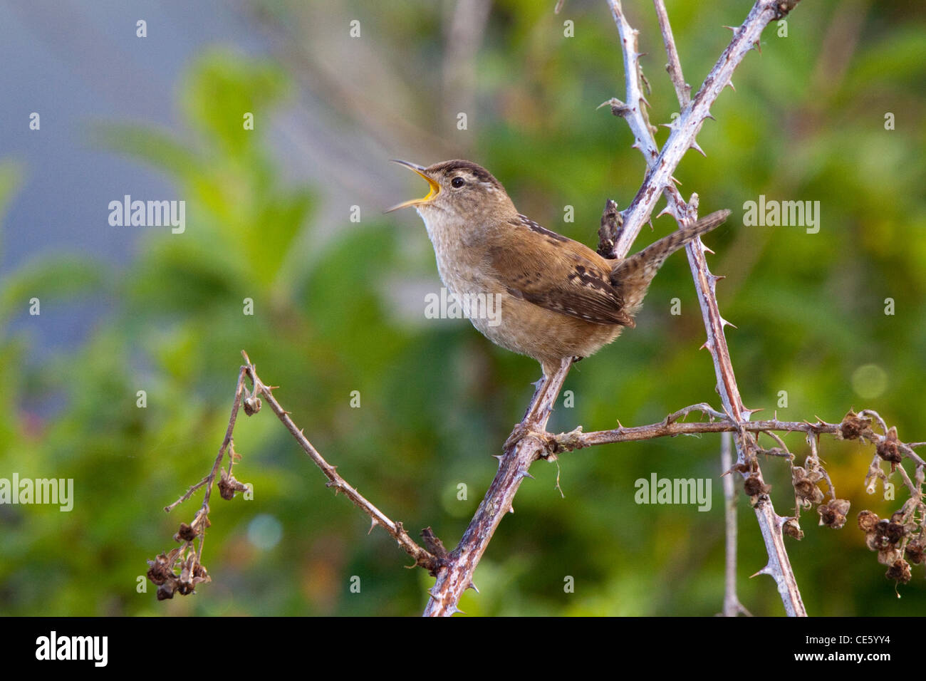 Marsh Wren Cistothorus Palustris Eureka, Kalifornien, USA 26 April Erwachsenen Troglodytidae Stockfoto